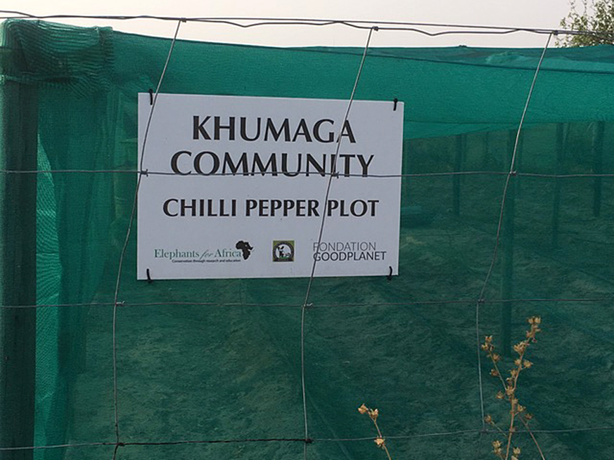 Chili pepper plot