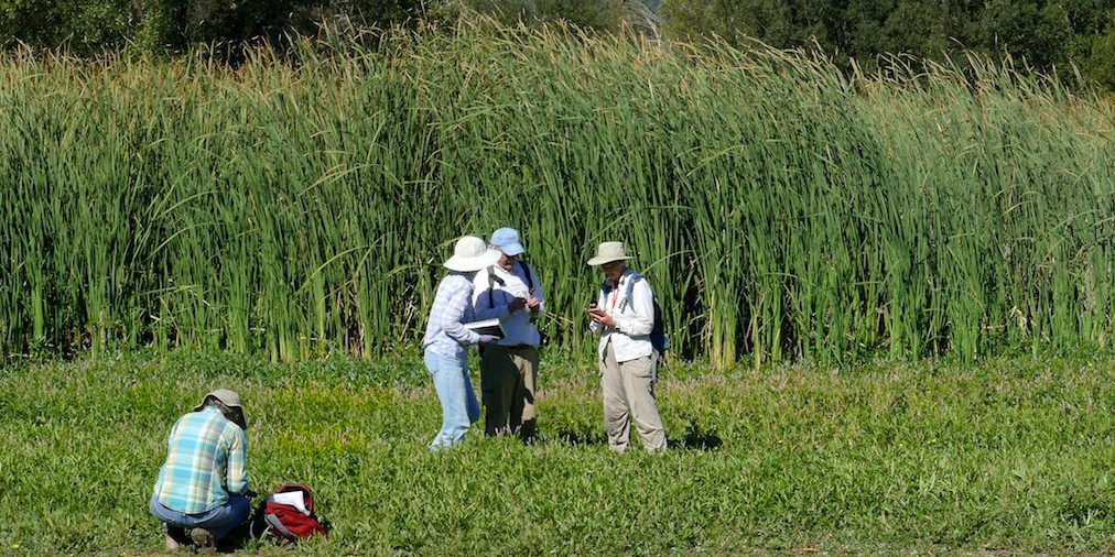 Herbarium members collecting from inner marsh
