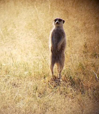 Meerkat in Botswana