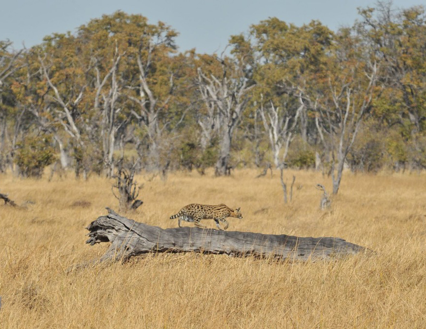 Serval cat in Botswana
