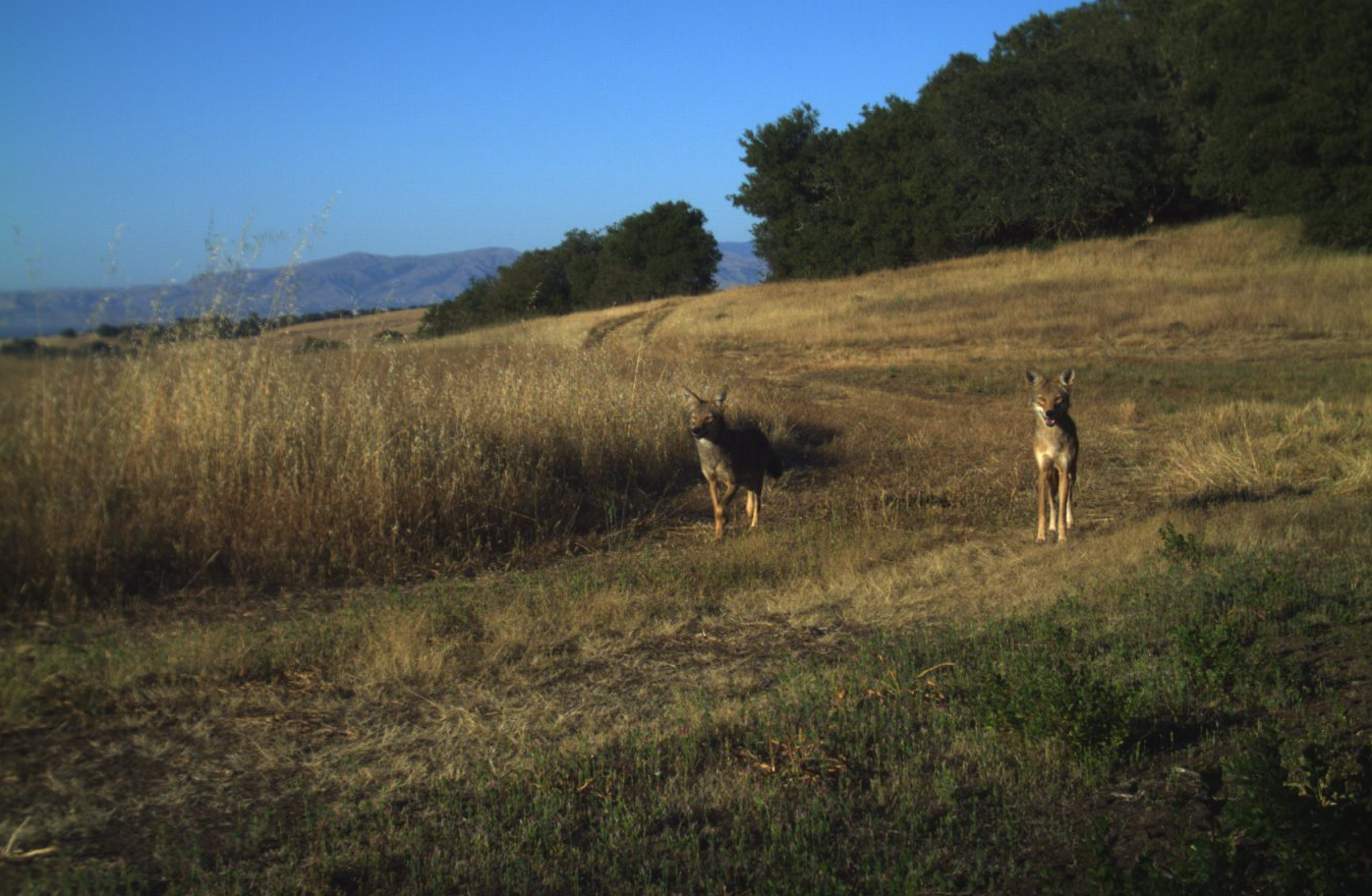 Coyotes at Jasper Ridge