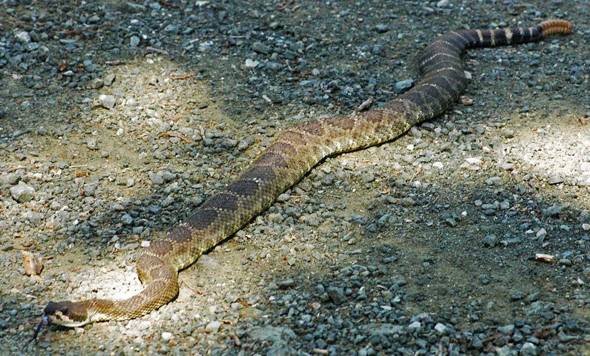 Northern Pacific rattlesnake, also called Western rattlesnake (Crotalus oreganus oreganus) at Jasper Ridge.