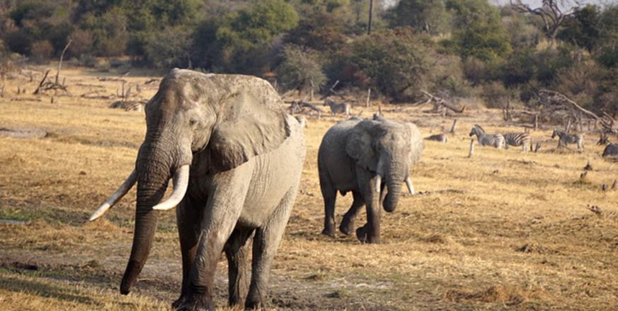 Elephants near Khumaga, Botswana