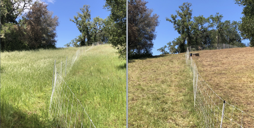 Fuel reduction before and after photo Jasper Ridge Biological Preserve