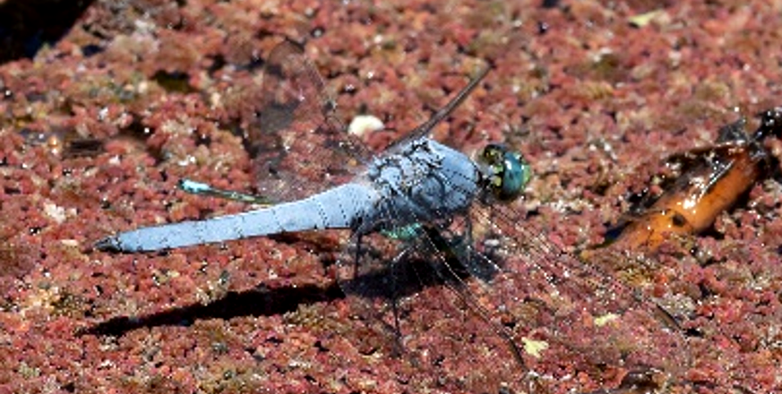 Photo of dragonfly taken by Jack Owicki at Jasper Ridge.