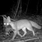Gray fox  (Urocyon cinereoargenteus) with prey