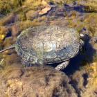 Western pond turtle  (Actinemys marmorata)