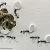 Ants by Catherine Chalmers