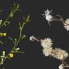 Dittrichia graveolens (stinkwort) in flower and seed
