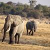 Elephants near Khumaga, Botswana