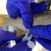 Fish gut sample - Hadly Lab members taking gut samples, for diet analysis