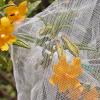 flowers of sticky monkey flower, Mimulus aurantiacus, with and without netting to exclude pollinators