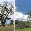 Large Valley Oak tree before and after loss of largest limb