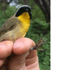 A newly banded male San Francisco Common Yellowthroat
