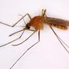 Mosquito - Culex erythrothrorax