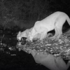 Mountain lions drinking from San Francisquito Creek at Jasper Ridge Biological Preserve