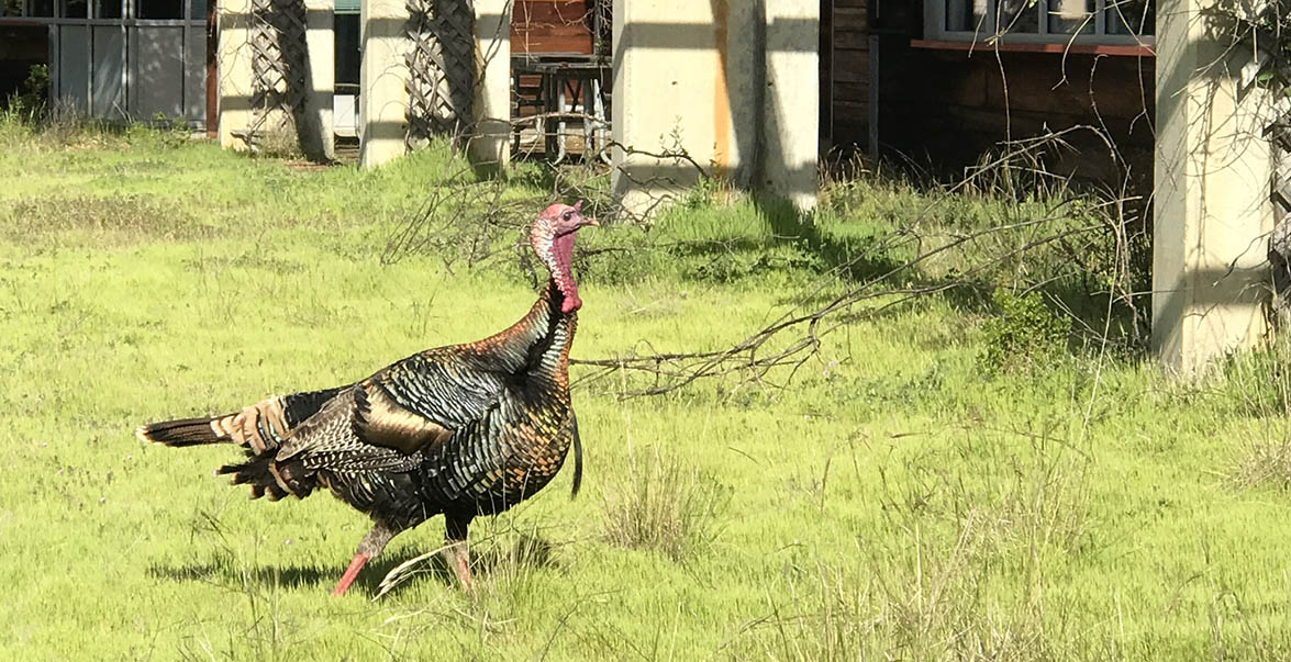 Wild turkey out Sun Field Station.