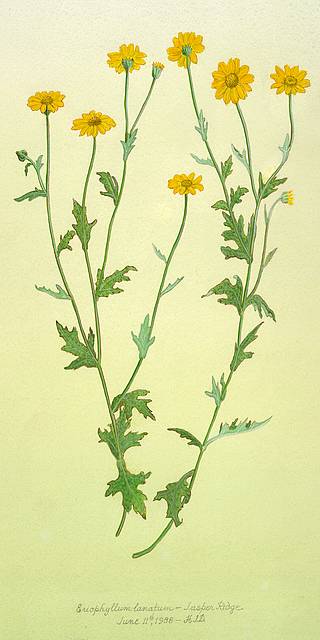 Common Woolly Sunflower