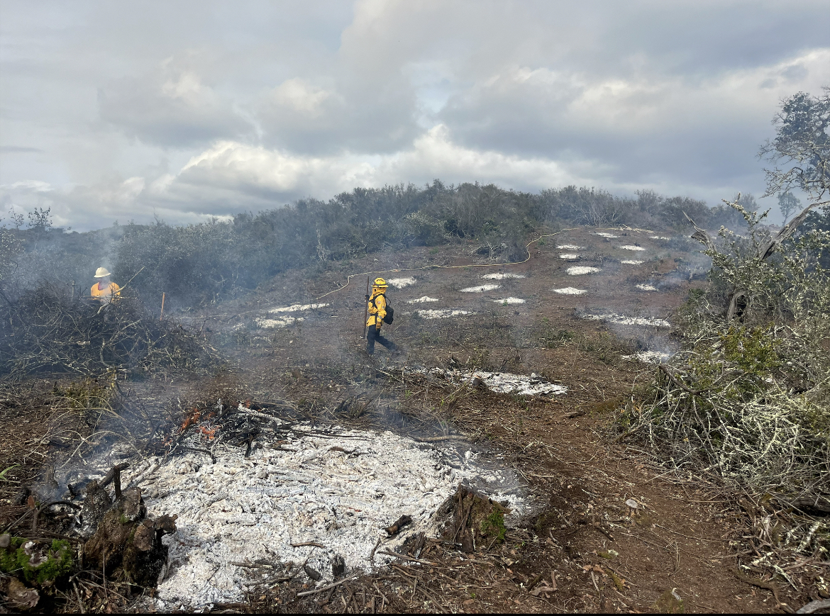 About 20 circles of white ash with some smouldering smoke are seen on the ground where piles were created with chaparral vegetation. Two fire personnel in yellow fire resistant clothes are in the middle ground patrolling the piles.