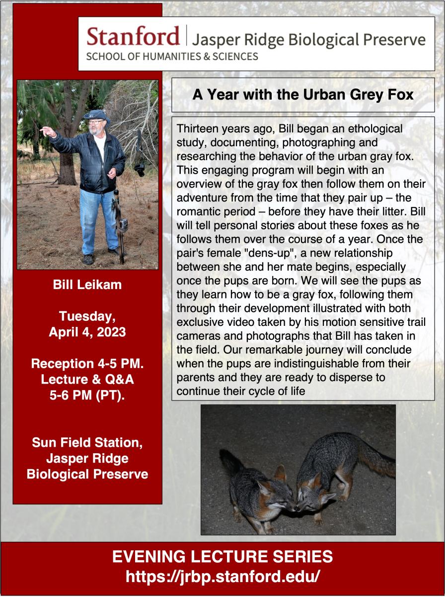 A Year with the Urban Gray Fox