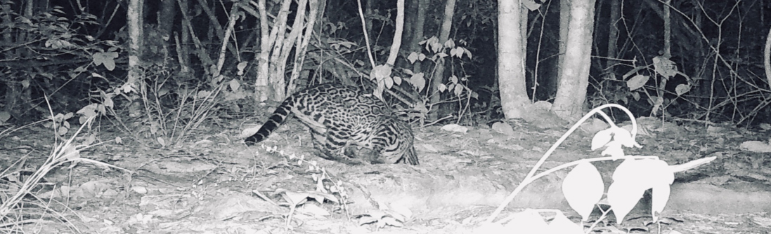 Camera trap photo of felid in Yucatan