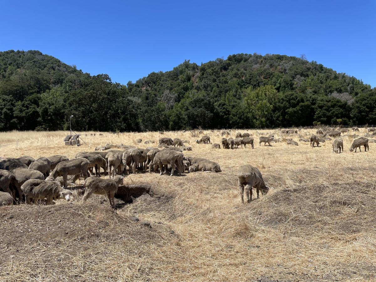 Large herd of about 80 sheep that are feeding on dry grass for fuel reduction or laying down. They are spread across the foreground and background, with green hills visible in the distance about half a mile away. 