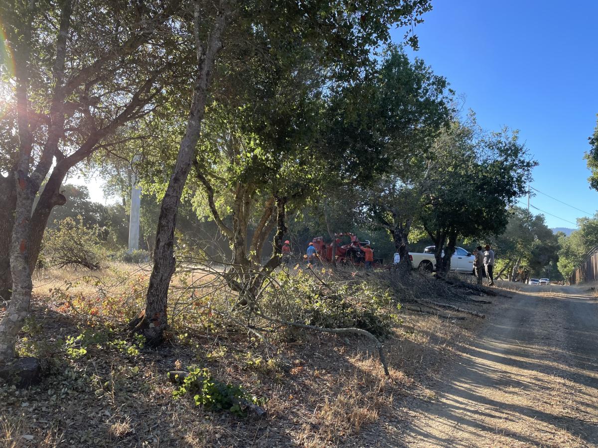Picture taken from trail along fenceline looking at small oak trees which have lower limbs cut and left at base of tree. In background a crew of 4 people are chipping cut material using a tracked chipper attached to a pickup truck. 