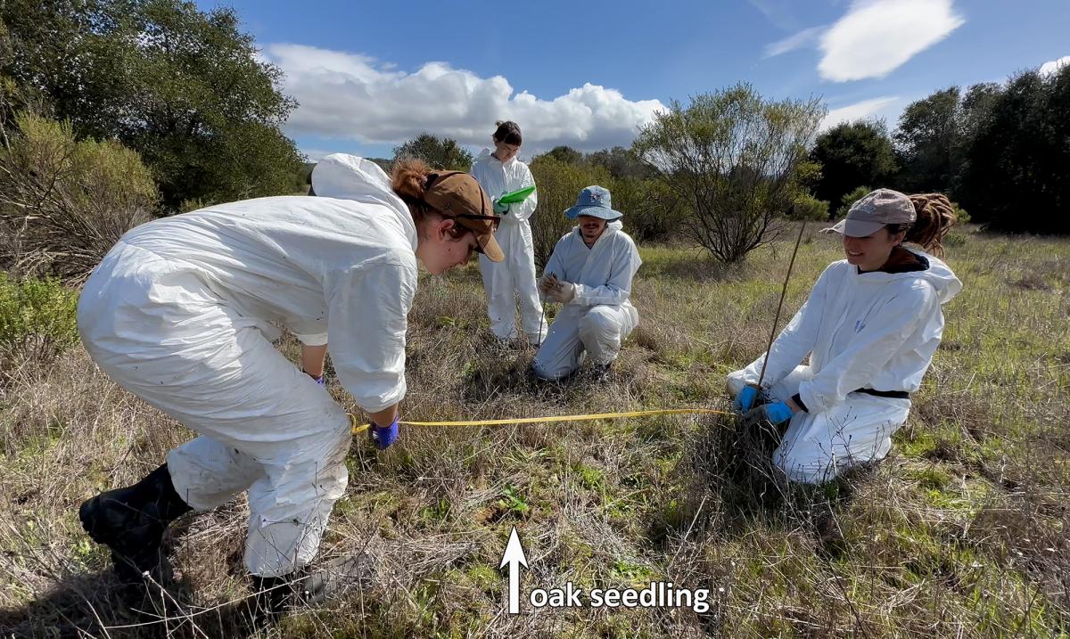 Chrysanthe Frangos, Luisa Genes, Bohdan Kametts, and Marta Pelaez surveying oak seedlings