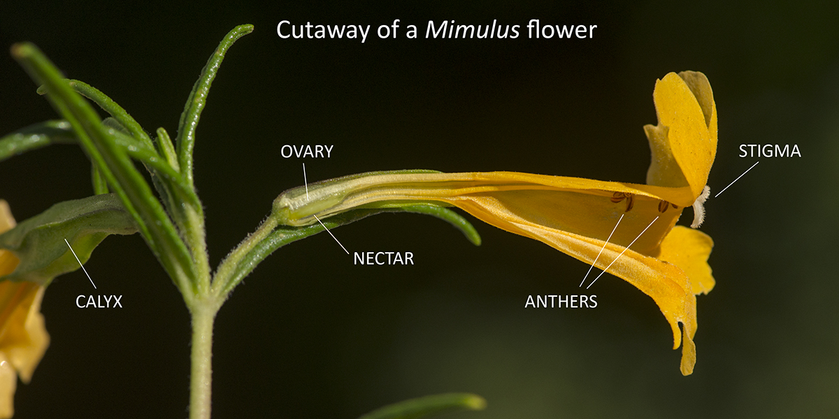 Cutaway of a Mimulus aurantiacus flower