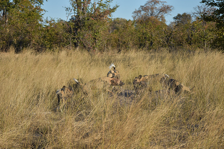 Wild dogs in Botswana