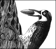 Acorn Woodpecker by Eliza Jewett