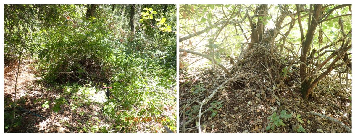 A woodrat nest before and after fuel reduction