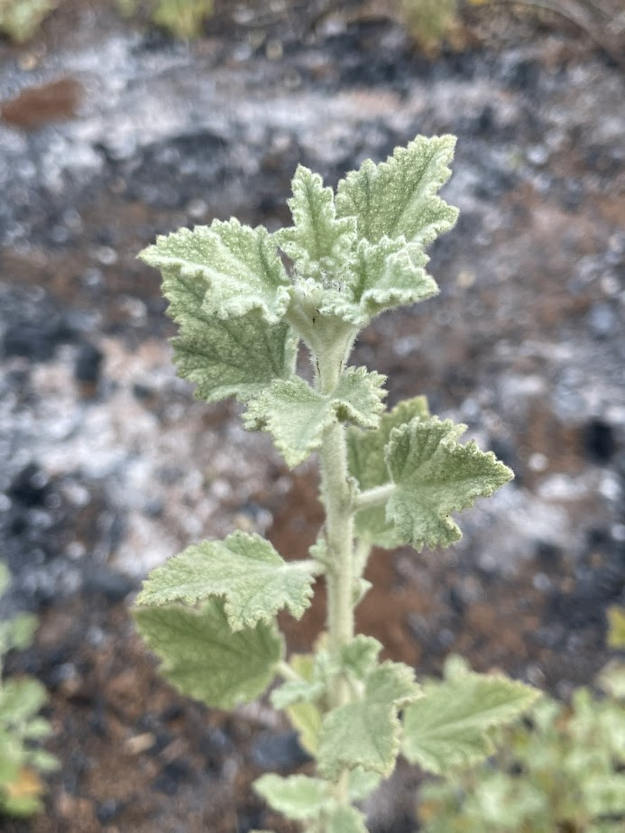 Western bewildering bushmallow growing at the edge of a burned pile