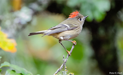 Ruby-crowned kinglet. Photo by Peter Hart