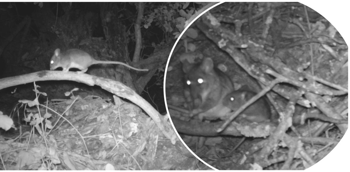 A dusky-footed woodrat on a limb (left) and a female and juvenile woodrat on a limb (right)