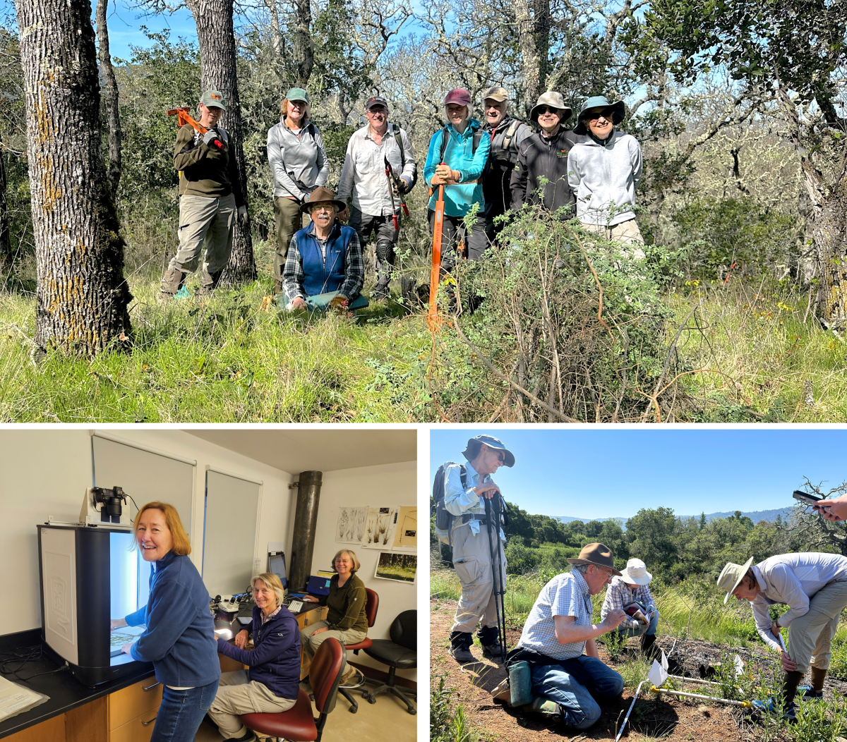 A photo collage of the herbarium crew