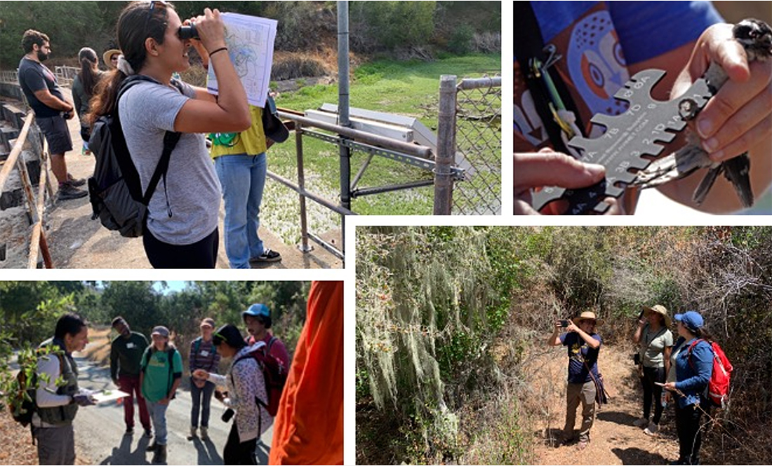 Figure 1. Clockwise, Stanford SACNAS Chapter president, Ellen Bouchard, participating in the national SACNAS BioBlitz; tour of bird-banding stations with our SOAR RCN partners; Bay Area teachers learning about galls with Rodolfo Dirzo; and members of Latino Outdoors visiting Jasper Ridge.