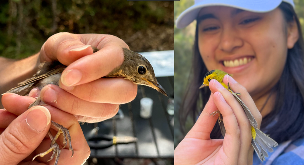 Summer interns help unlock the mysteries of Jasper Ridge's migratory ...