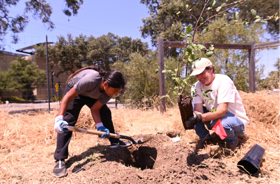 At the Muwekma Four Directions garden, tribal youth member Izekiel Dominguez plants tapio or blue elderberry with Patrick Archie. Photo by Marina Luccioni.