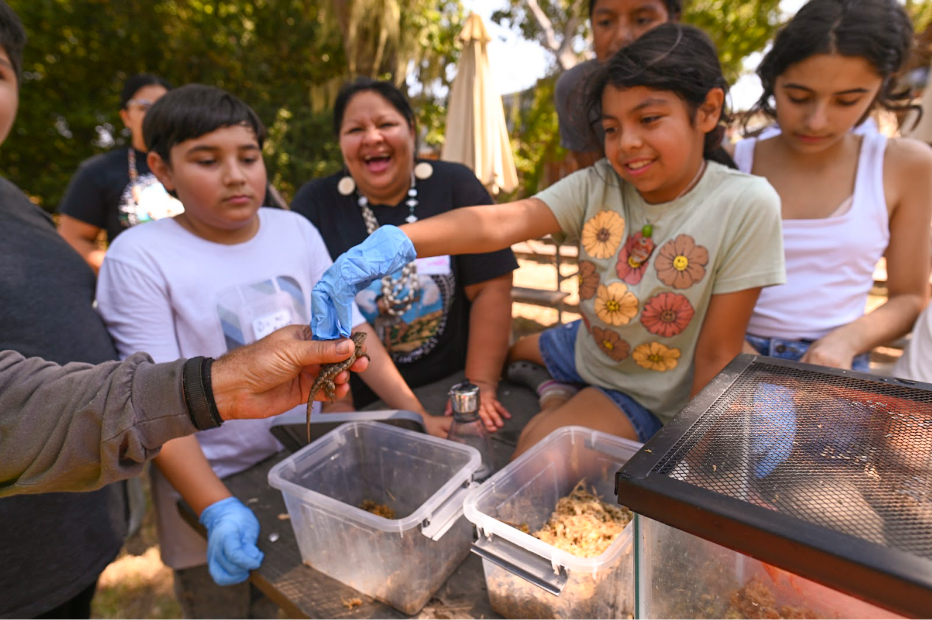 Muwekma youth members get close to a western fence lizard. Photo by Marina Luccioni.