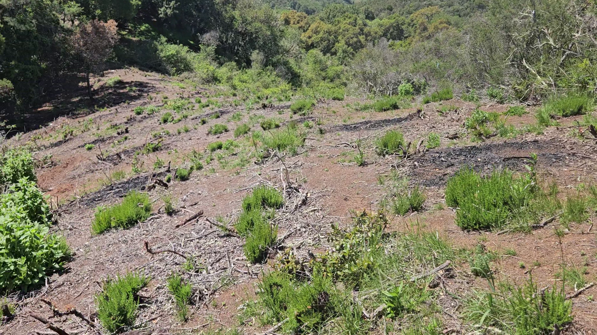 Burn piles sit downslope in chaparral habitat