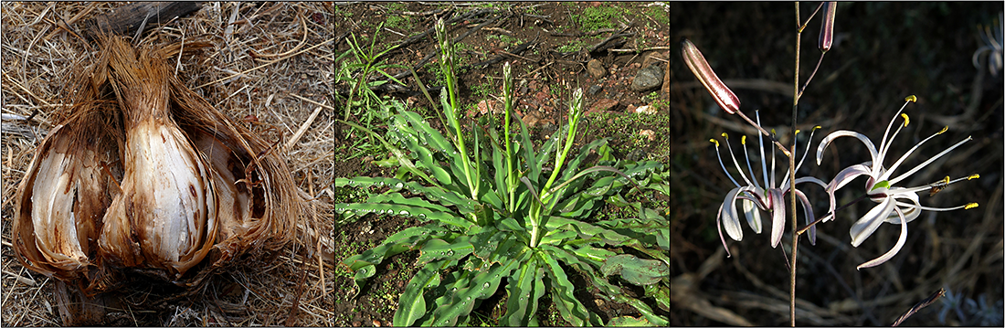 Soap plant (Chlorogalum pomeridianum)