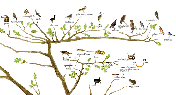 Species Lists - Tree of Life