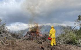Photo of a fire crew member wearing all yellow fire resistant clothes and caring a red drip torch watching a pile they just ignited. Fire adn smoke is visible as the approximately 6 by 6 byy 5 ft pile is just catching fire. The pile is made of