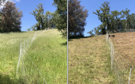 Fuel reduction before and after photo Jasper Ridge Biological Preserve