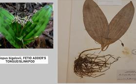 Herbarium specimen example - Fetid Adder's Tongue