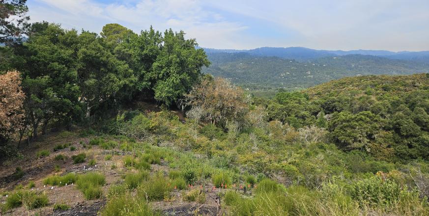 Vegatation monitoring plots are marked with flags in the chaparral-blue oak woodland interface