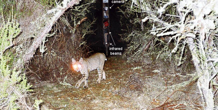 Bobcat photographed by a camera trap, with paired camera in background. View more photos by going to the first link (below right).