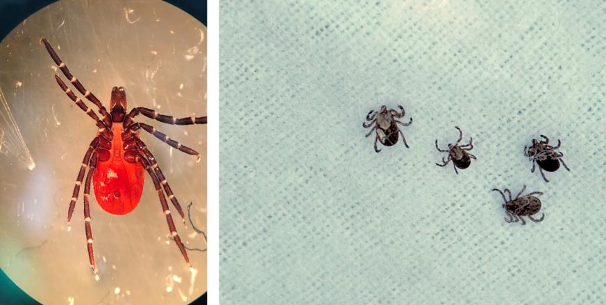 Left: underside of adult female western black-legged tick. Right: cloth with ticks clinging