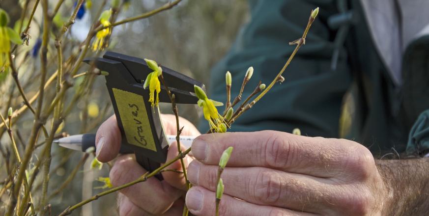 Bill Graves measuring flowers of Dirca occidentalis